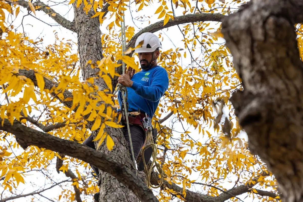 Skilled Tree Trimming crew working in Vermillion